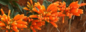 Pyrotegia_venusta - Bignoniaceae