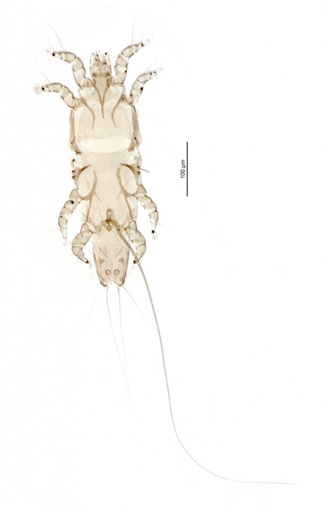 03 Anisodiscus goodmani holotype