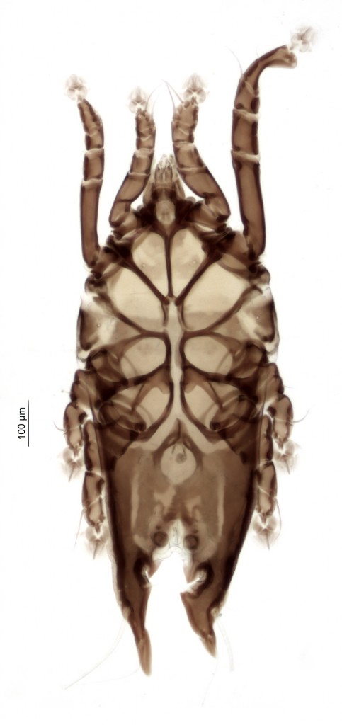 05 Michaelia sp. (macho heteromorfico)(Phalacrocorax brasilianus)