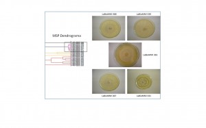 Comparações dos perfis obtidos por MALDI/TOF entre fungos filamentosos não identificados com as características morfológicas visualizadas em placas. Fungos isolados de Syzygium cumini (Jambolão). (c) Edson Rodrigues-Filho.