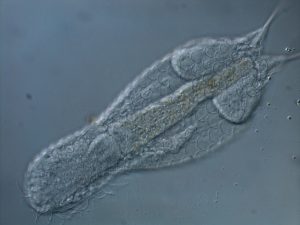 Foto de microscopia óptica de Lepidodermella sp., vista dorsal (detalhe das escamas). Foto: André Garrafoni.