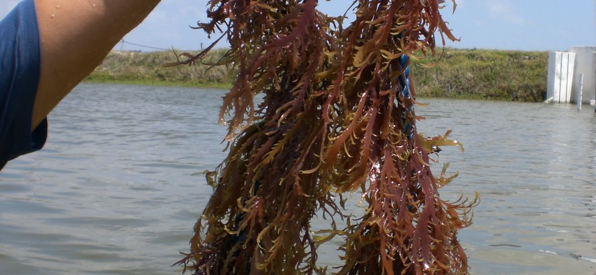 Alga (Gracilaria domingensis) cultivada com  camara_o