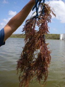 Alga (Gracilaria domingensis) cultivada com camara_o2