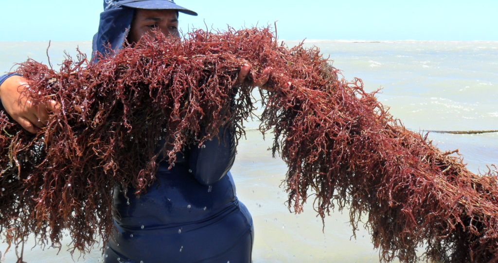 Cultivo de algas no mar
