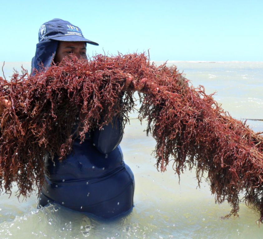 Cultivo de algas no mar