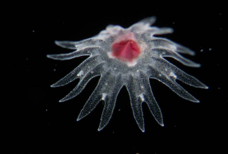 Chrysaora lactea