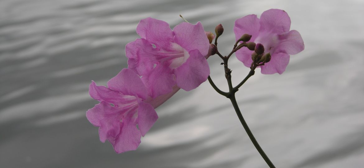 Tanaecium_pyramidatum - Bignoniaceae