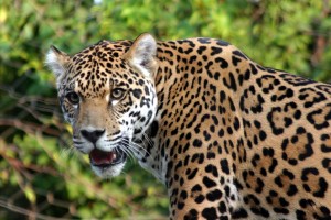 Panthera onca