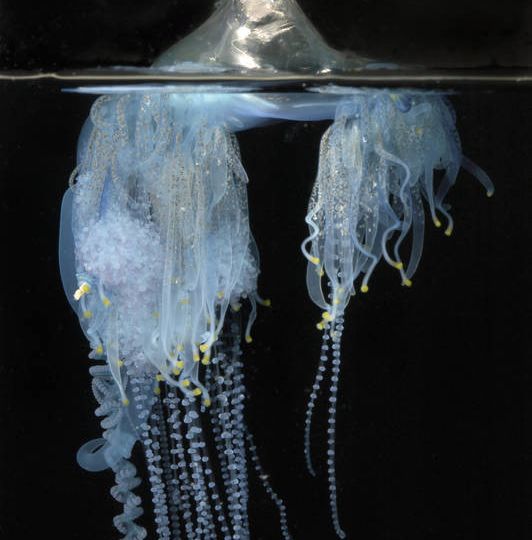 Physalia physalis