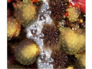 Atividade citotoxica de staurosporinas em microorganismos marinhos-Brazilian Chemical Society (cedida pela SBQ)