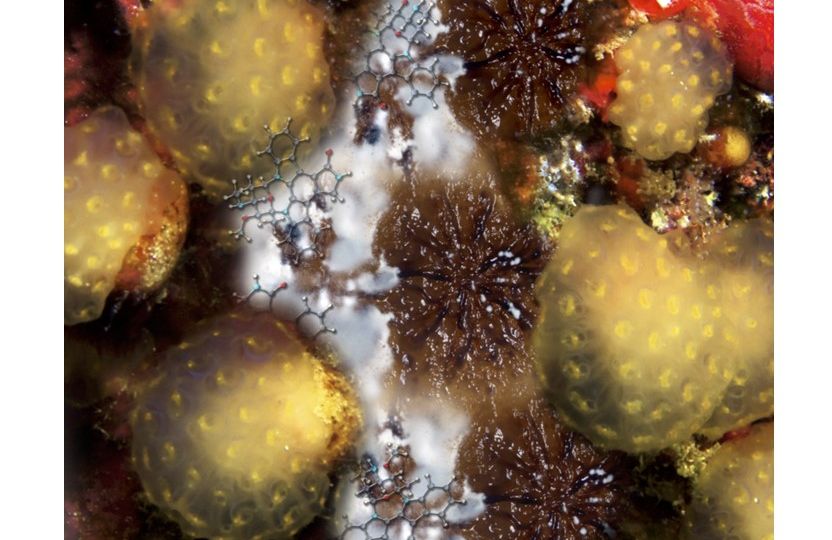 Atividade citotoxica de staurosporinas em microorganismos marinhos-Brazilian Chemical Society (cedida pela SBQ)