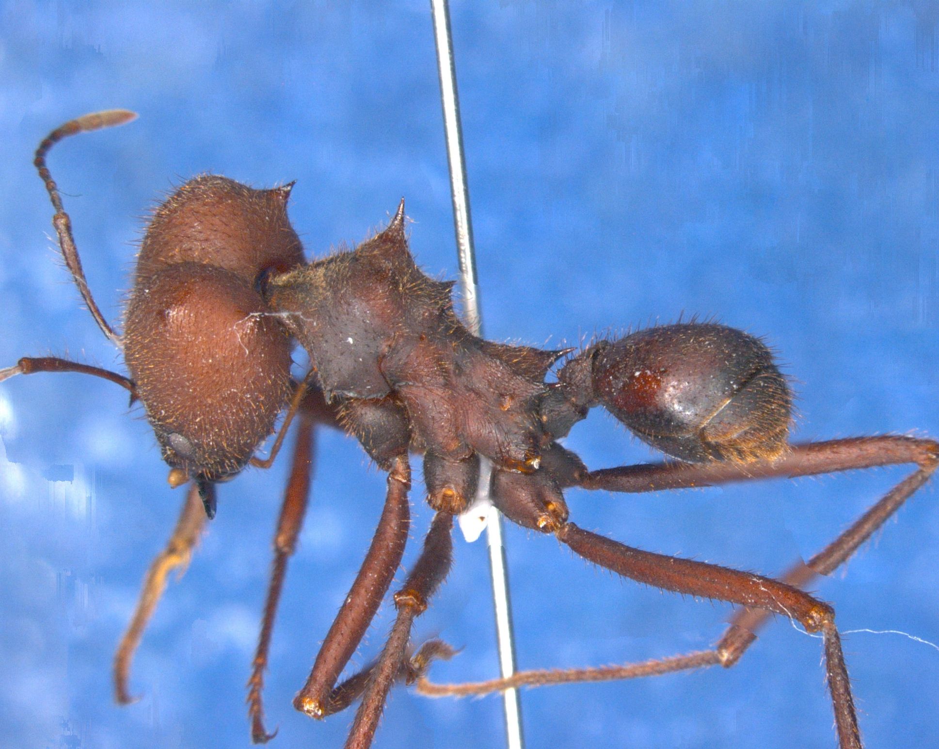 Atta sexdens - Lateral The Virtual Museum of Attini Ants