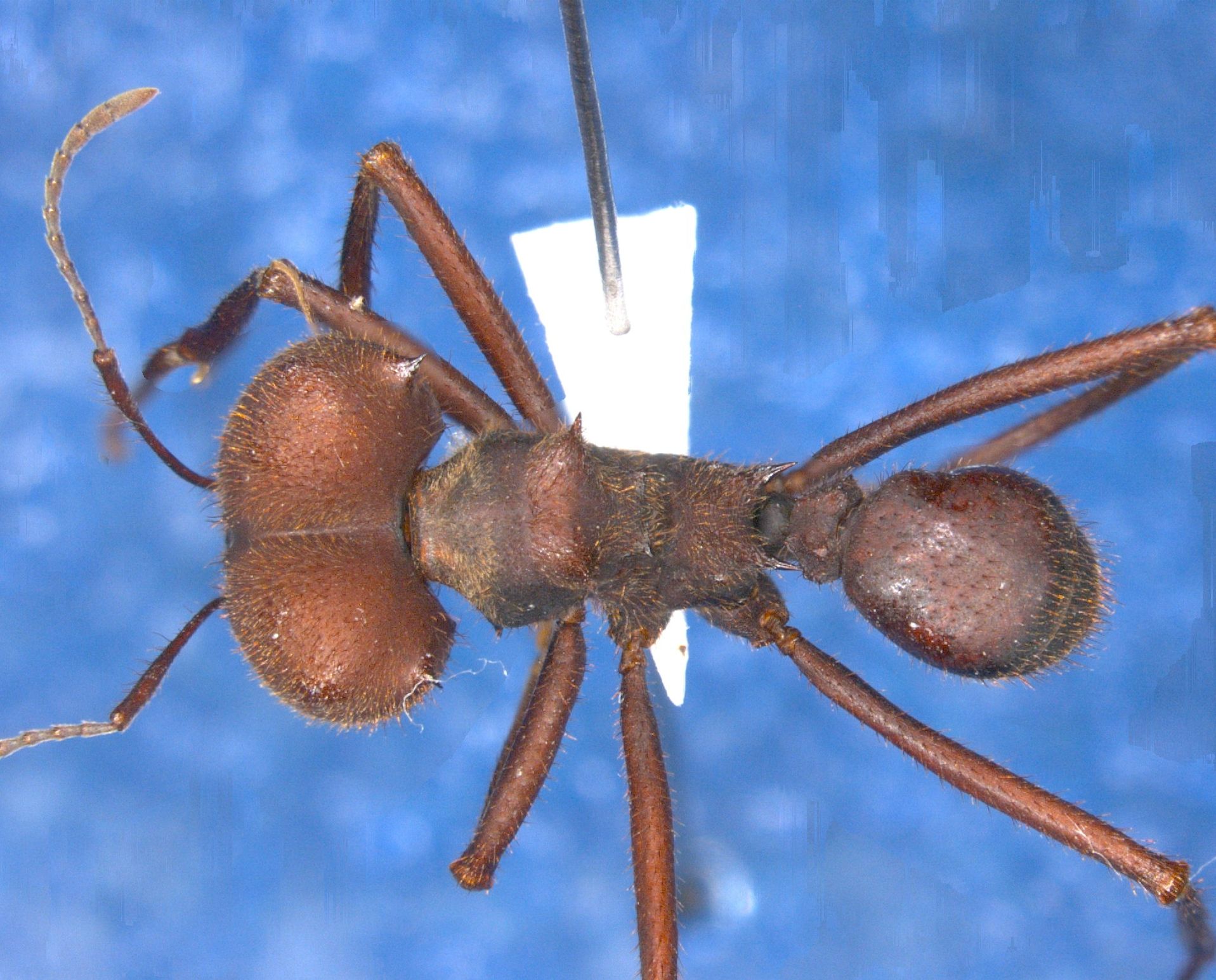 Atta sexdens - Superior The Virtual Museum of Attini Ants