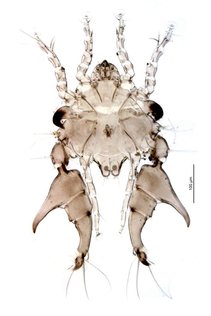 04 Carcinopodacarus_polymorphus male ex Guira guira