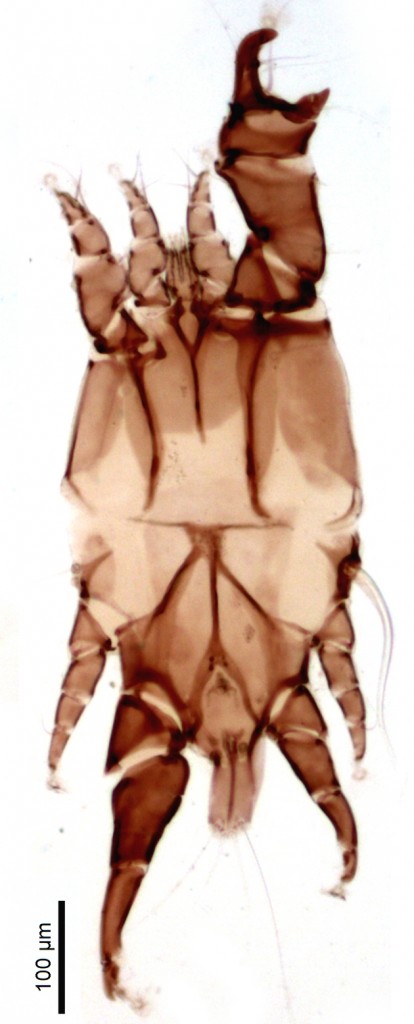 06 - Dinalloptes macho
