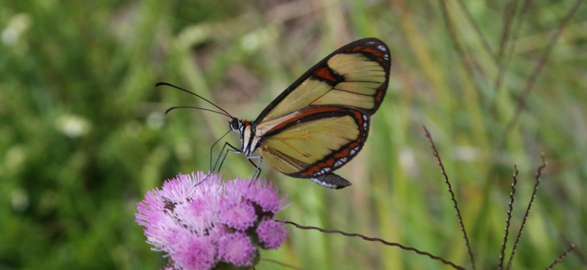 Epityches eupompe (Nymphalidae) em flor de Asteraceae