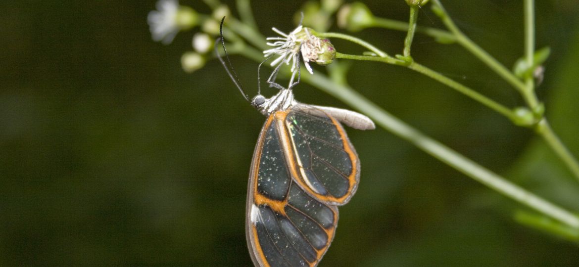 Heterosais edessa (Nymphalidae)