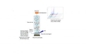 . Diagrama esquemático ilustrando o fluxograma de análises de células microbianas intactas por espectrometria de massas MALDI/TOF.(c) Edson Rodrigues-Filho.