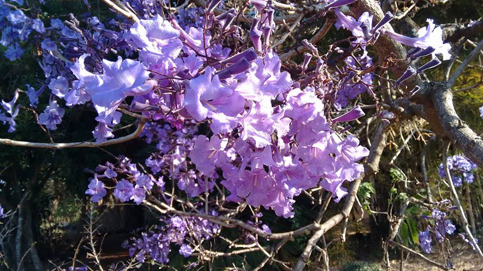 Jacaranda cuspidifolia