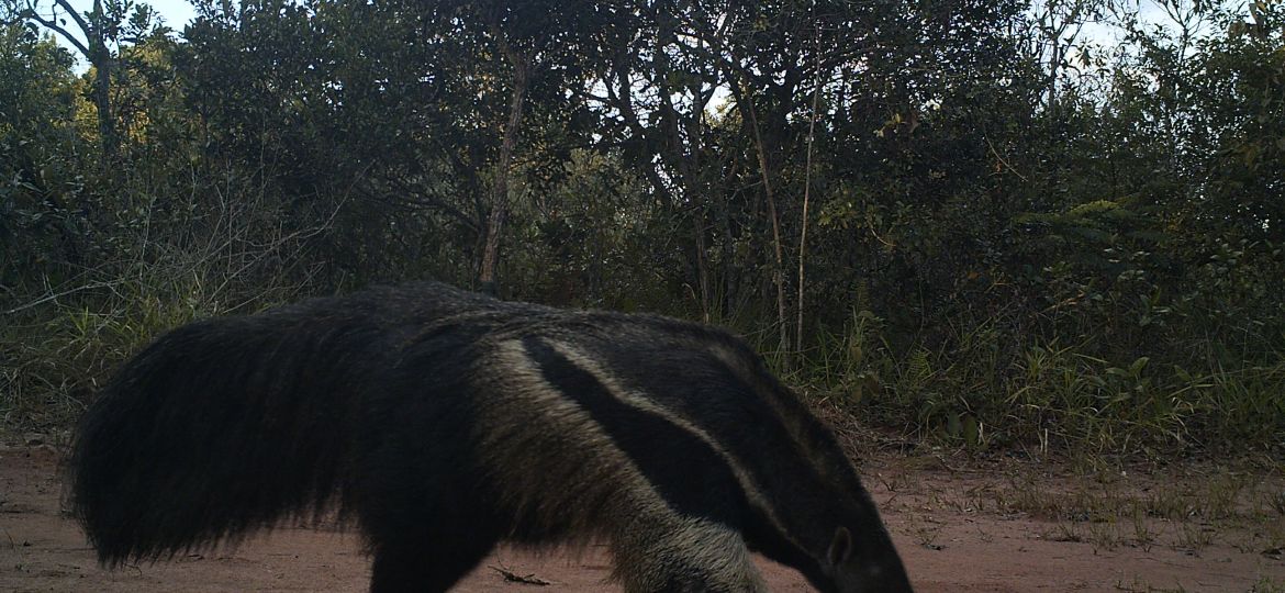 Tamanduá-bandeira flagrado na área de estudo. Foto Rita Biaqnchi (c).