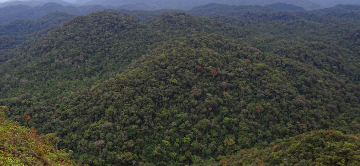 Mata_Atlantica_Intervales