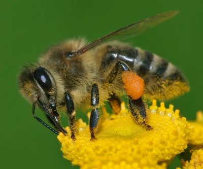 Apis_mellifera_Western_honey_bee-400x333