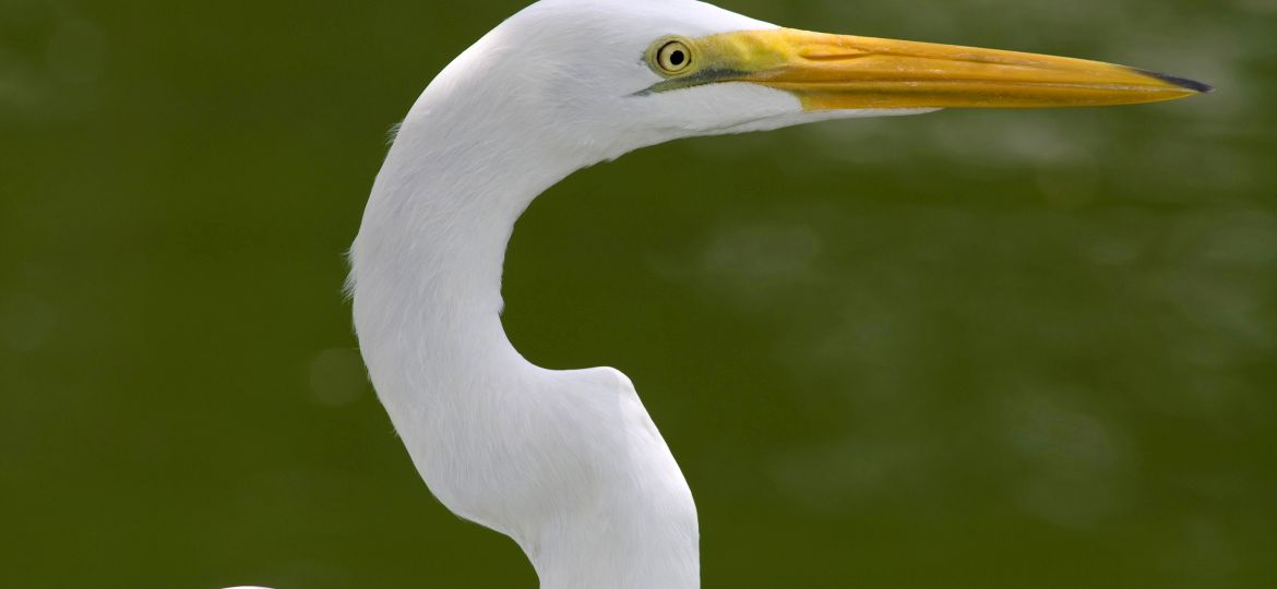 ATL Garça branca grande