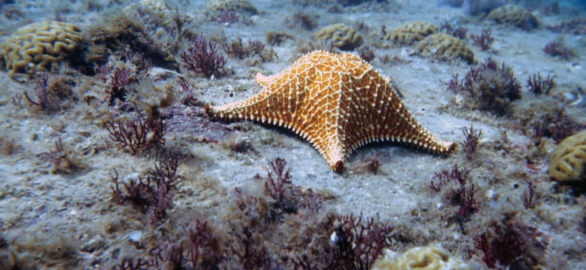MAR Oreaster reticulatus