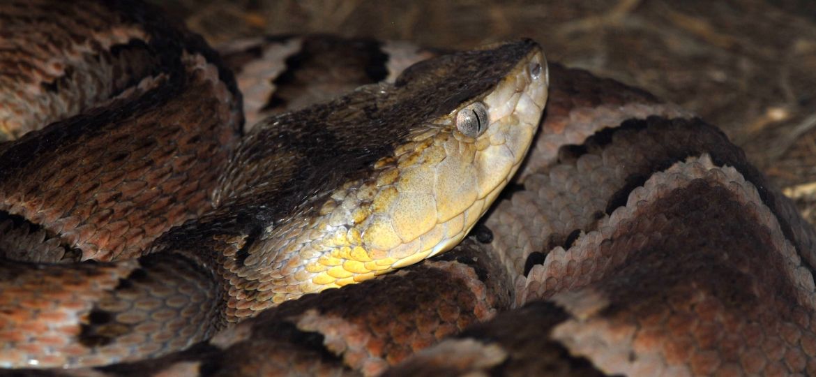 Bothrops moojeni
