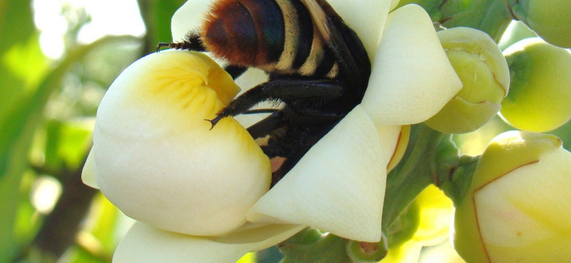 Marcelo Casimiro Cavalcante_Eulaema bombiformis em flor de Bertholletia excelsa (castanheira-do-brasil)