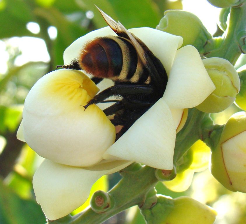 Marcelo Casimiro Cavalcante_Eulaema bombiformis em flor de Bertholletia excelsa (castanheira-do-brasil)