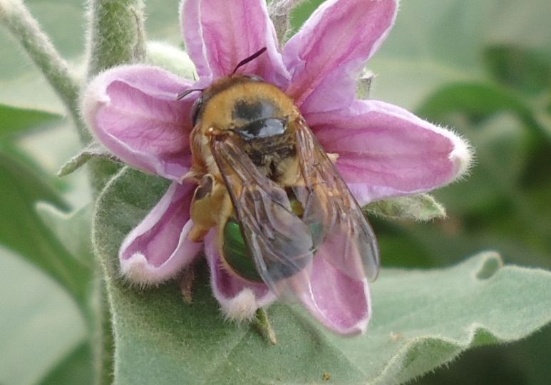 Vivian Zambon_Oxaea flavescens 2