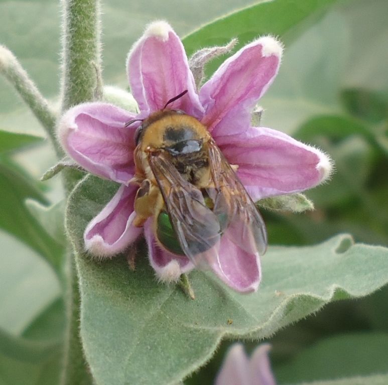 Vivian Zambon_Oxaea flavescens 2