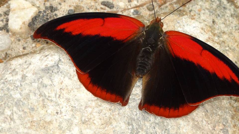borboleta menor