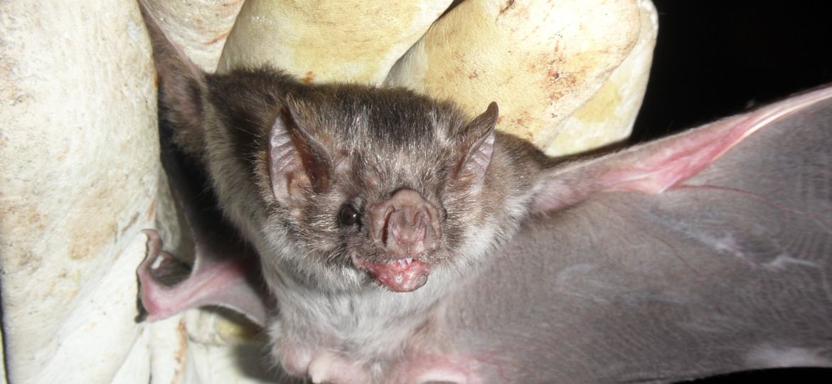 Desmodus rotundus