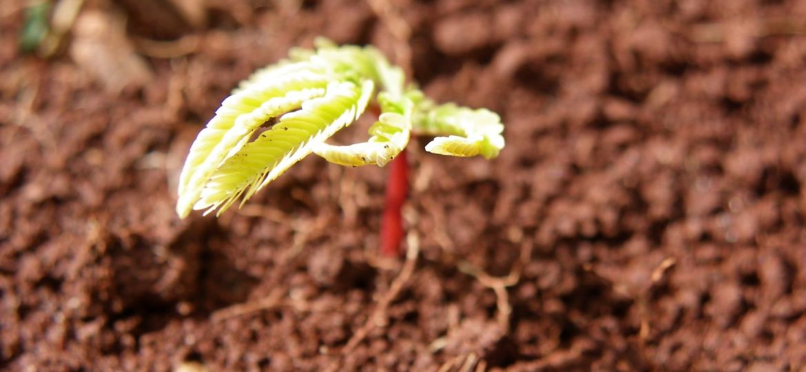 Foto de Leticia Garcia - angico germinando min