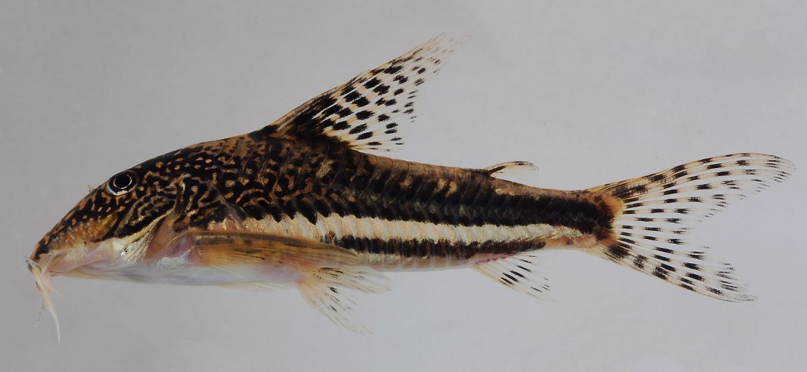Fig03_S__barbatus_Itanhaem_SP_Foto Ricardo MC Castro2
