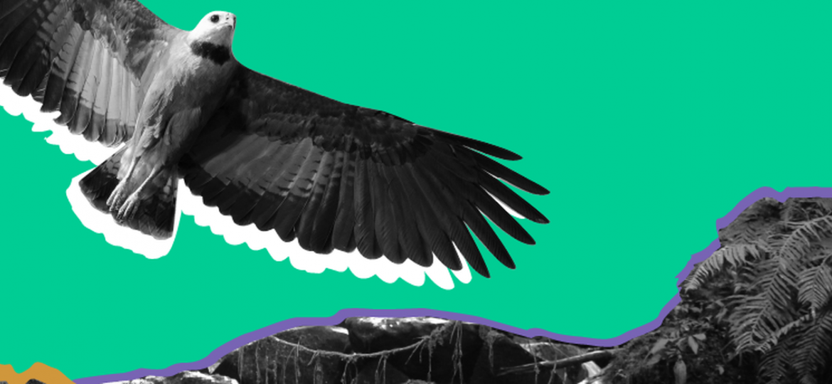 Teaser. A biodiversidade explicada em 8 pontos
