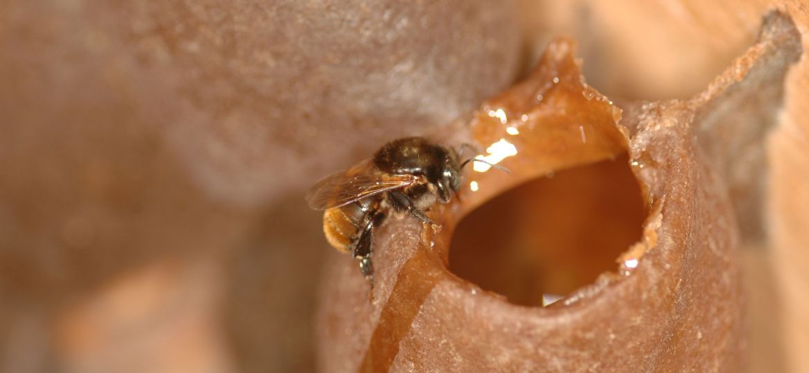 Pote de mel branco em ninho de Melipona bicolor schencki