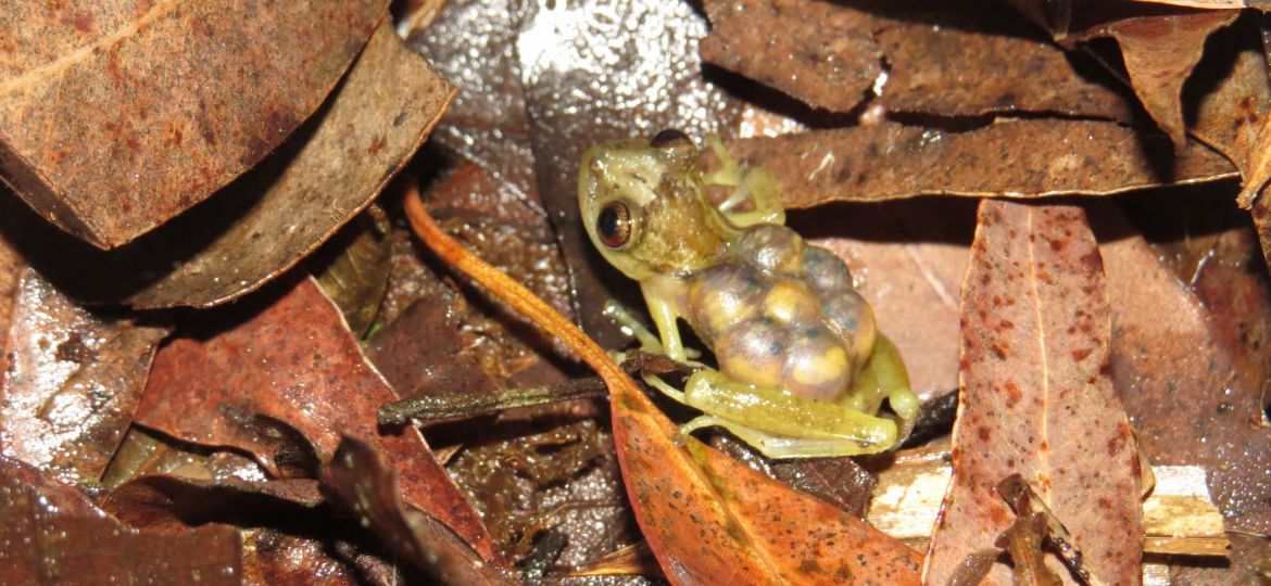 Fritziana fissilis - Parque Estadual do Jurupará