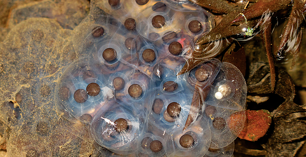 Boana prasina