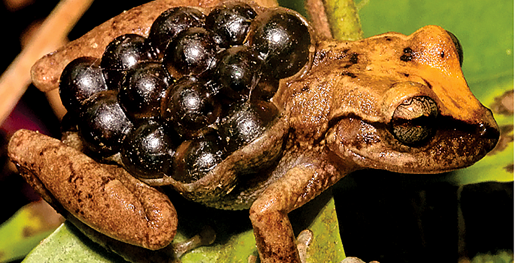 Fritziana goeldii with eggs on its back