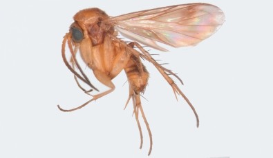 pernelongo