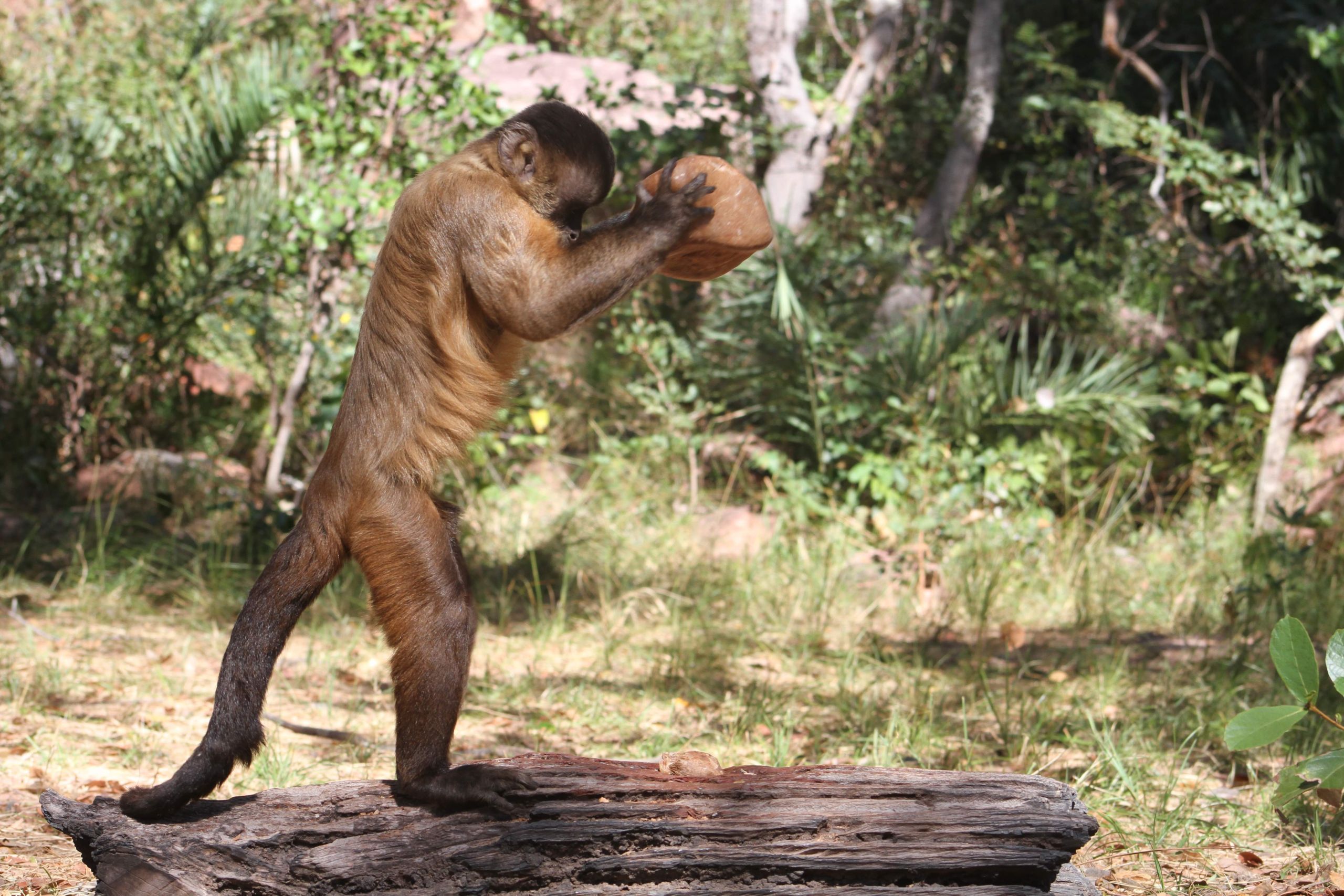 Lindo macaco passando tempo na natureza