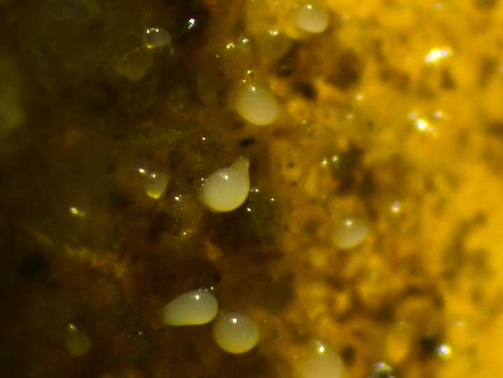 Corpos de Frutificação sobre Sedimento(1)