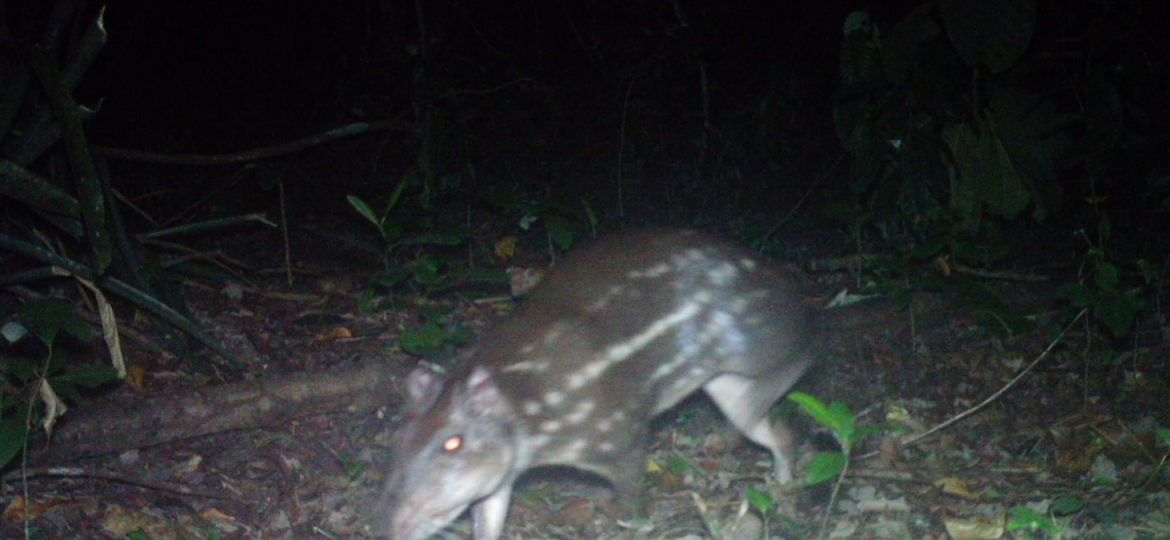 Paca-Chico-Mendes-2047x1152