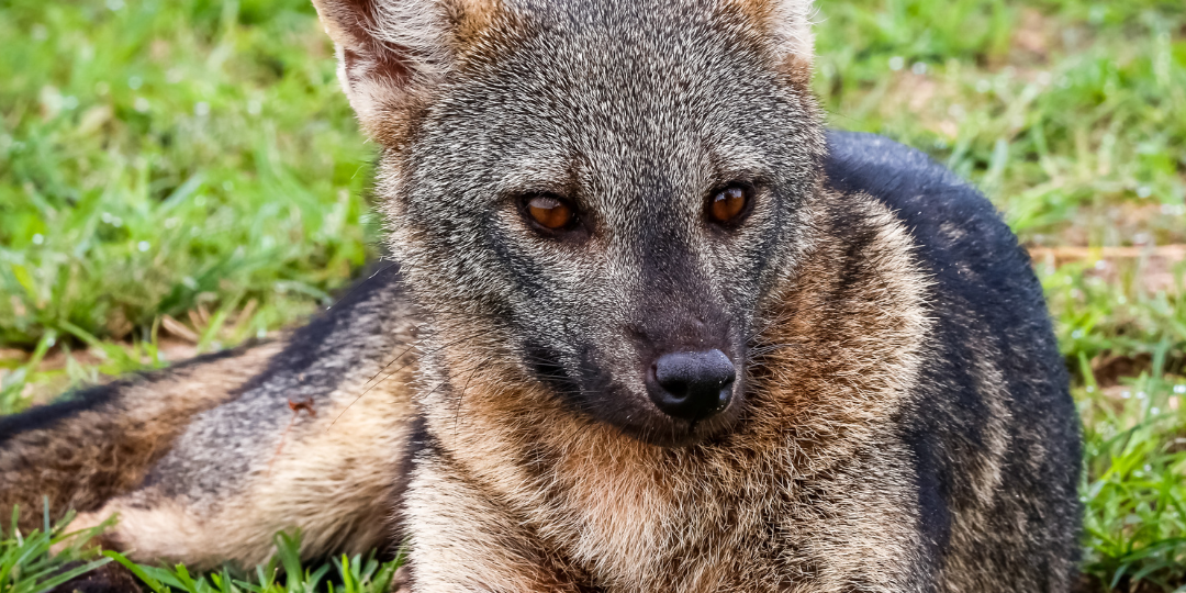 CachorroMato_GettyImages_CanvaPro