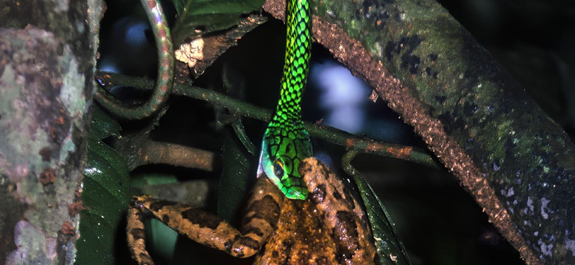Leptophis eats O taurinus San Andres