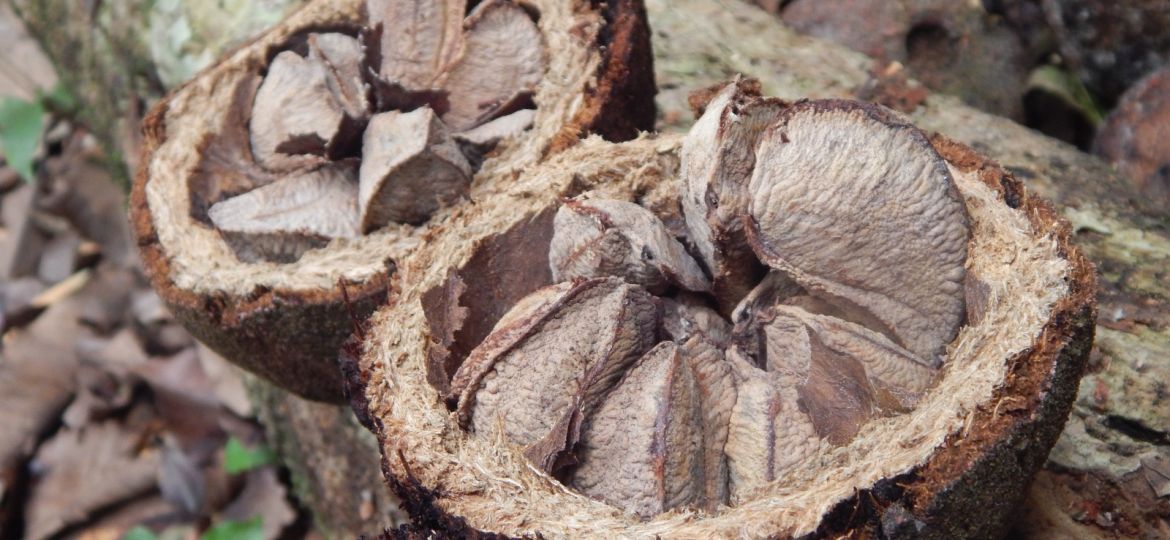 CastanhaDoBrasil_Foto-AutoresDoArtigo_PhotoMadeByTheAuthors