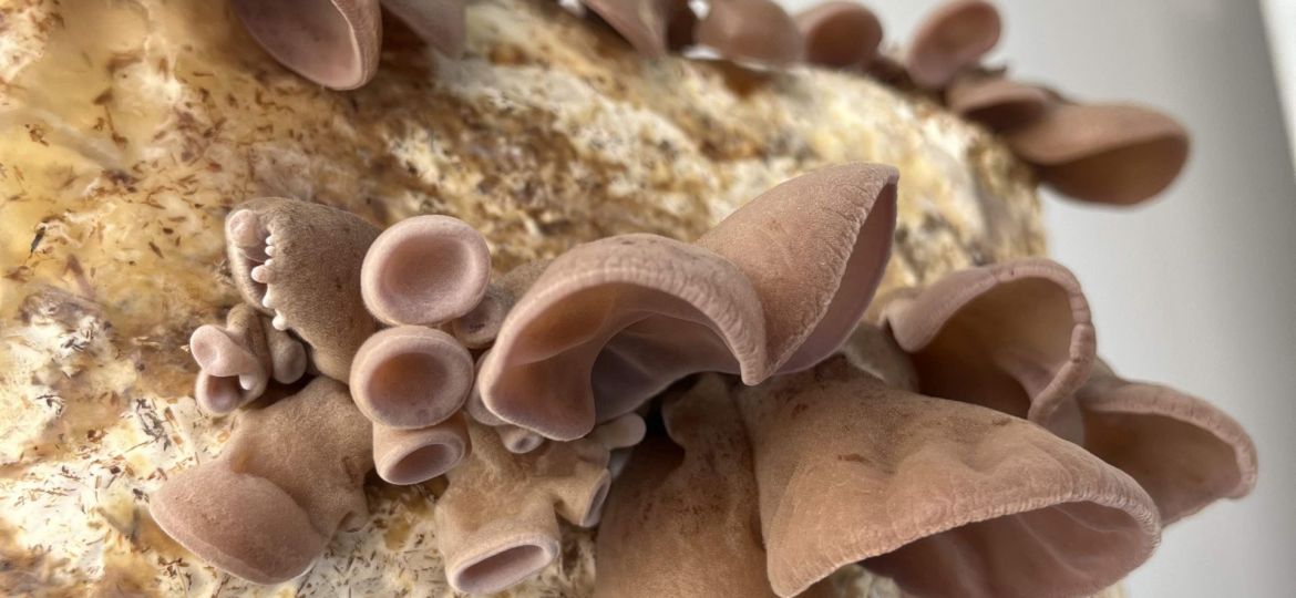 Auricularia cornea bloco3_MP Drewinski